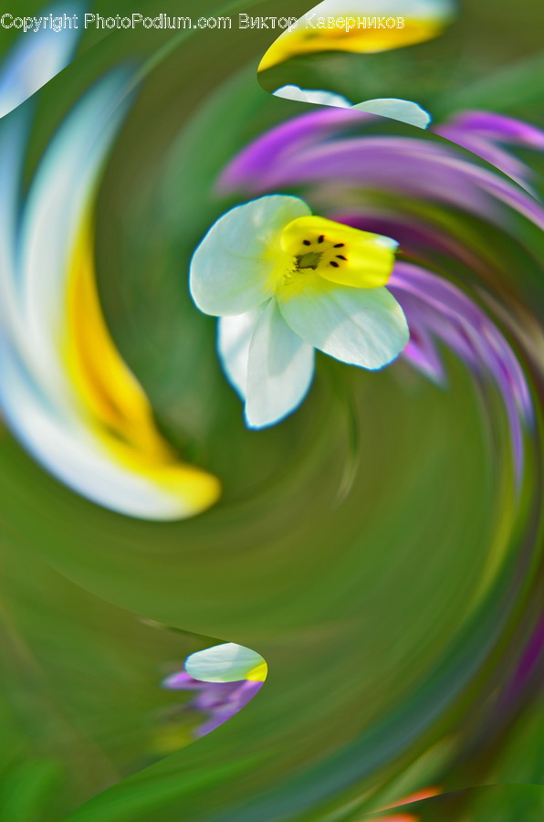 Blossom, Flora, Flower, Geranium, Plant