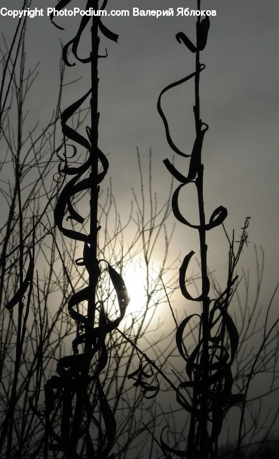 Silhouette, Plant, Tree, Wire, Blossom, Flora, Flower