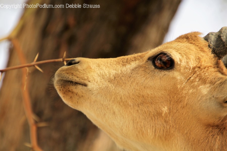 Animal, Canine, Dog, Golden Retriever, Mammal
