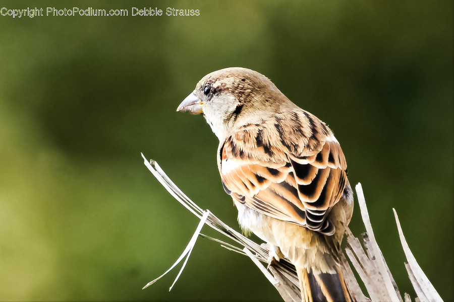 Animal, Bird, Sparrow, Finch, Anthus