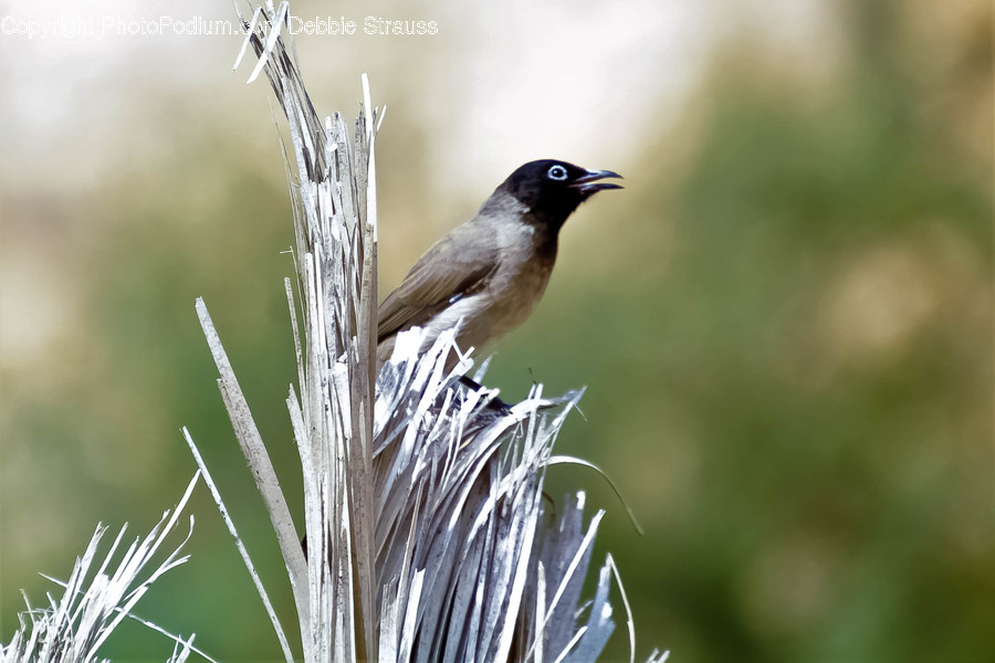 Flora, Grass, Plant, Reed, Animal