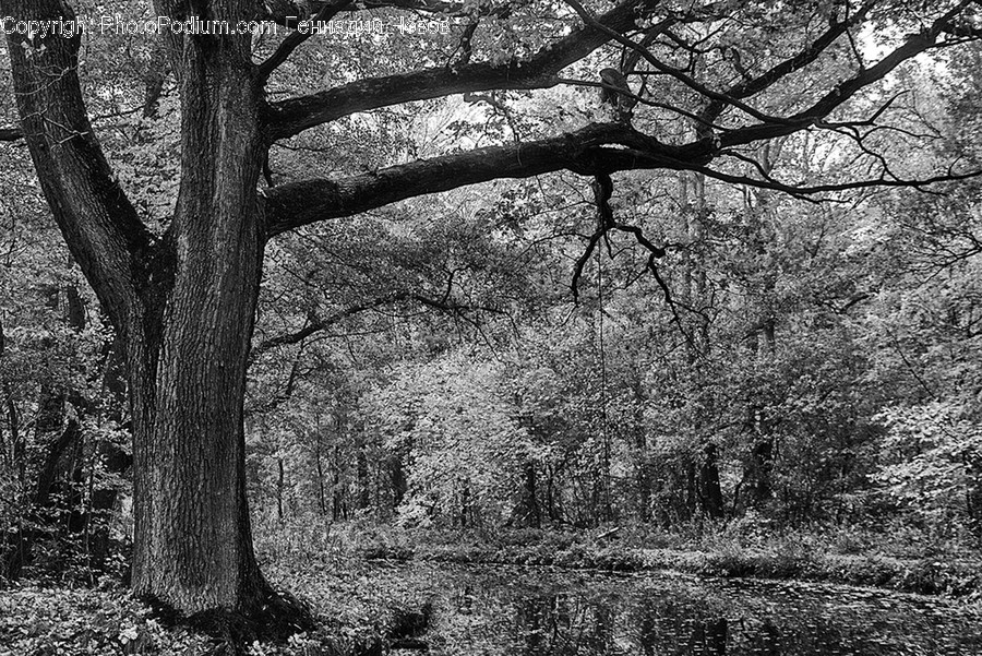 Flora, Forest, Land, Nature, Outdoors