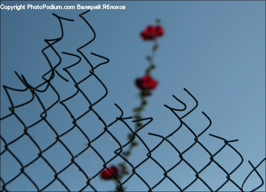 Arachnid, Black Widow, Garden Spider, Insect, Invertebrate, Spider