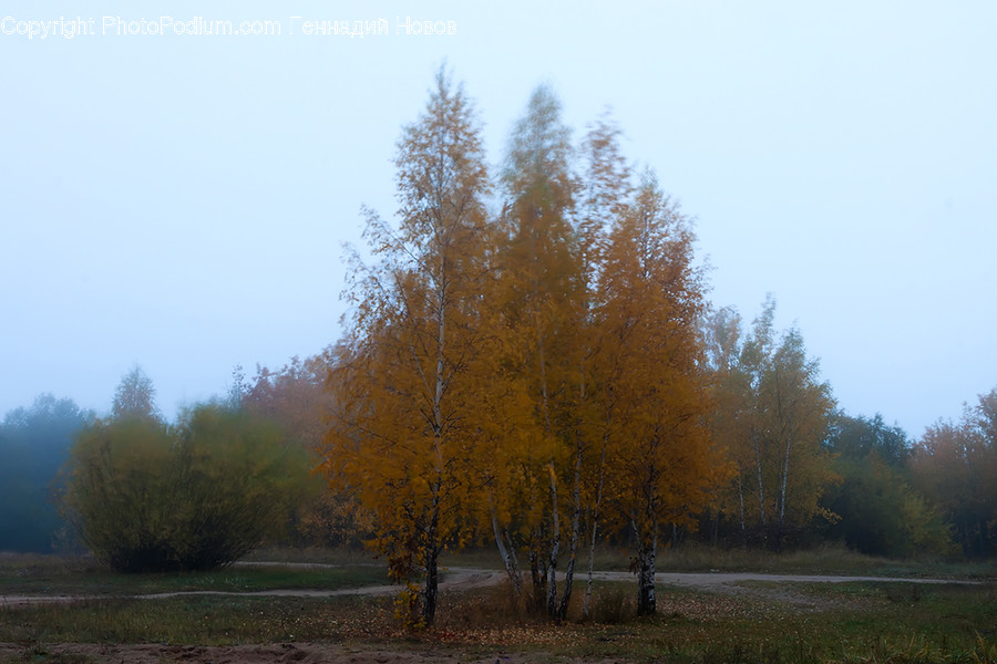 Conifer, Flora, Plant, Tree, Birch
