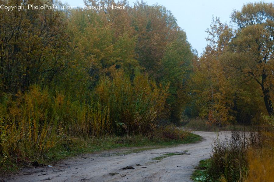 Dirt Road, Gravel, Road, Outdoors, Wilderness