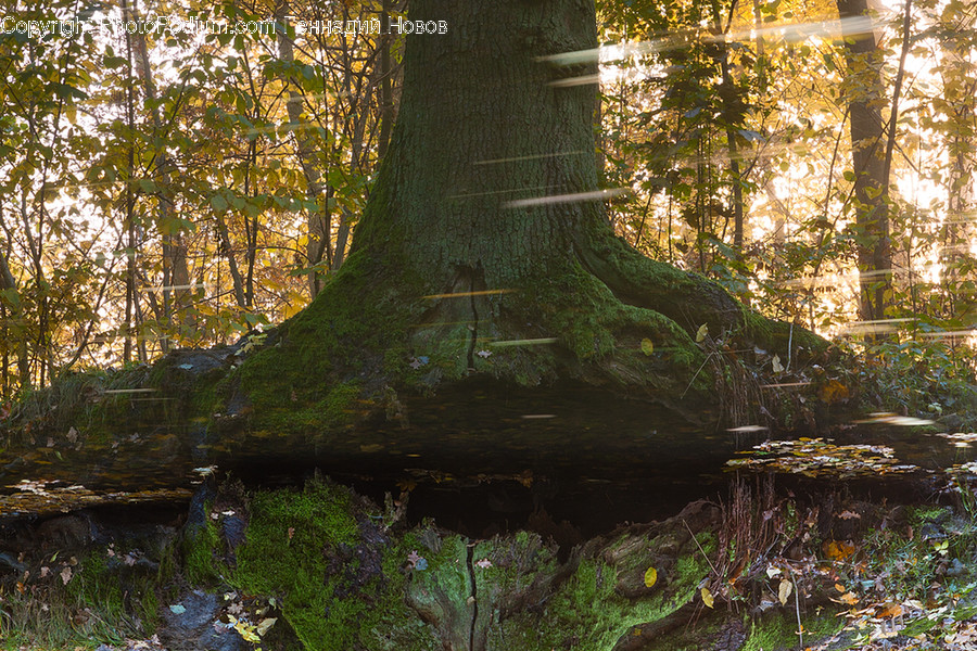 Flora, Forest, Land, Nature, Outdoors