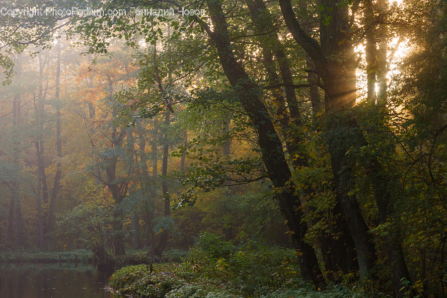 Flora, Forest, Land, Nature, Outdoors