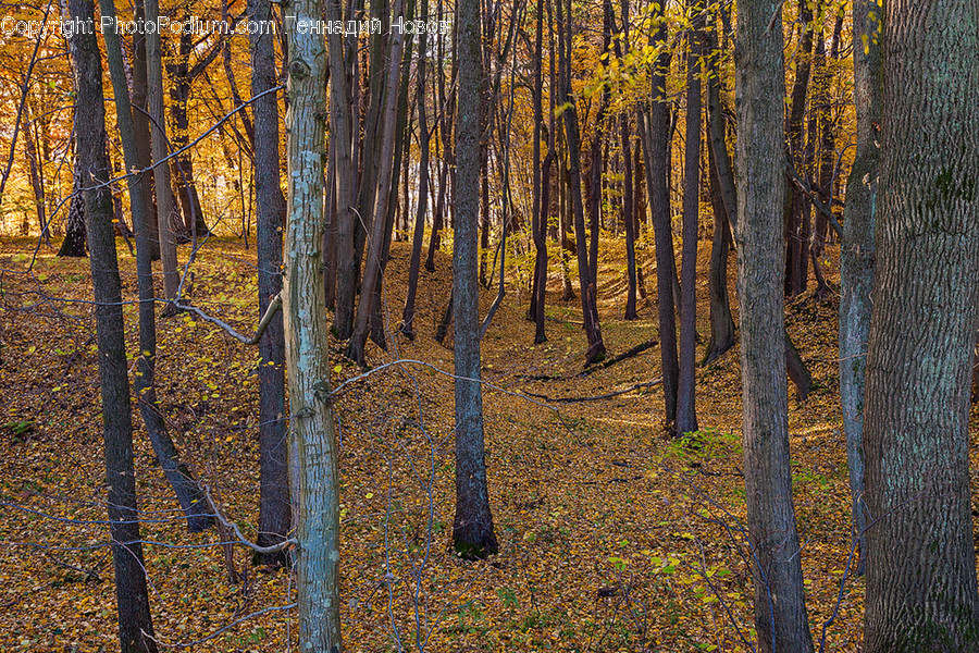 Flora, Forest, Land, Nature, Outdoors