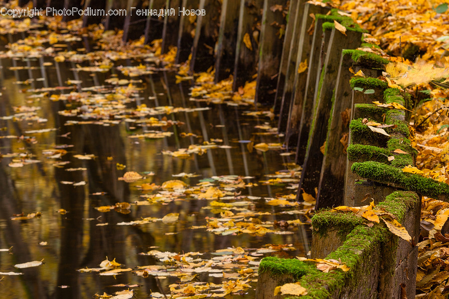 Flora, Moss, Plant, Tree Stump, Ivy