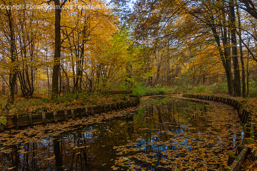 Land, Marsh, Outdoors, Swamp, Water