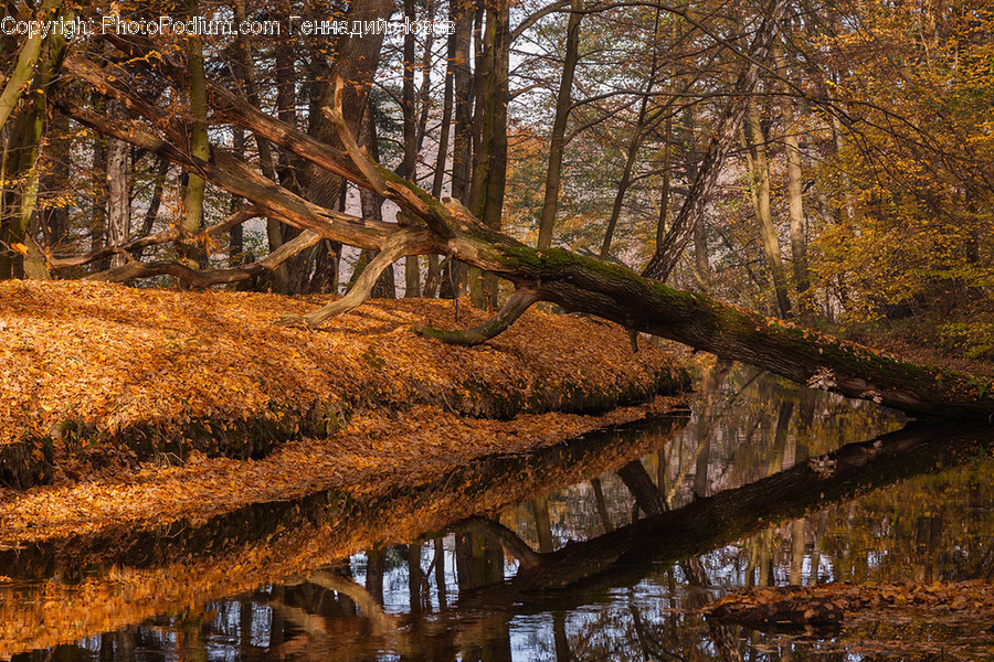 Flora, Forest, Land, Nature, Outdoors