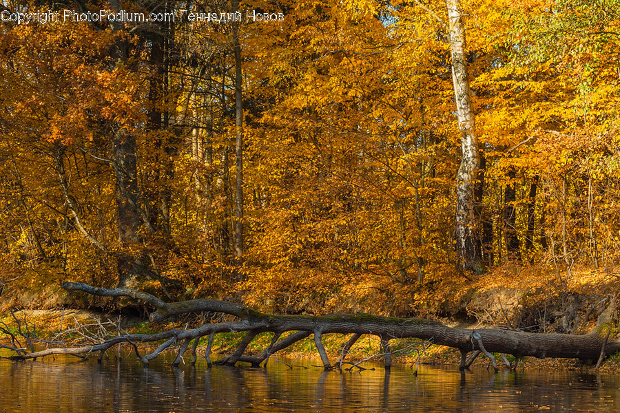 Birch, Flora, Plant, Tree, Forest