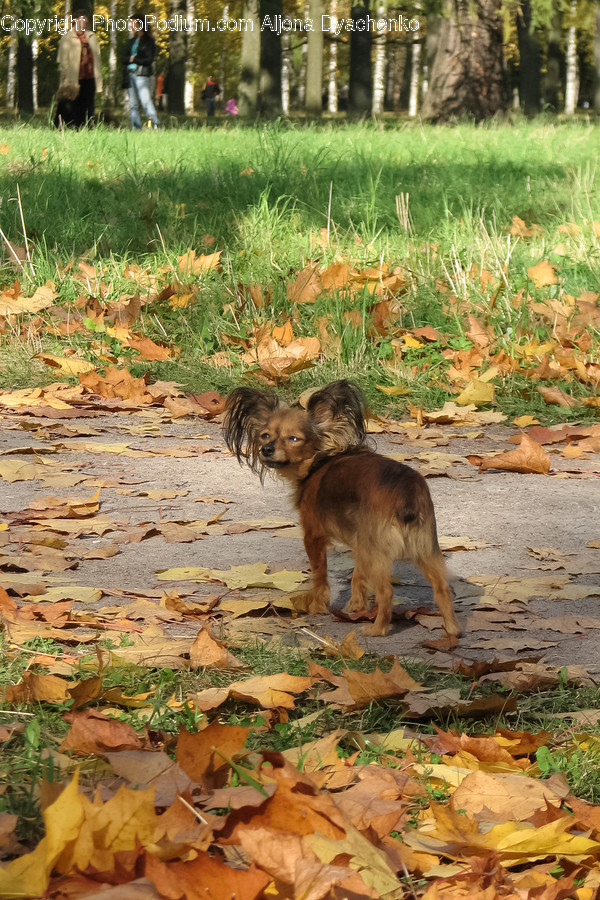 Ground, Soil, Animal, Canine, Coyote