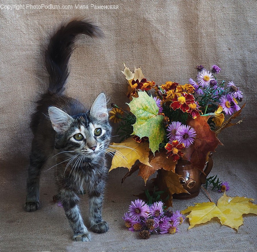 Animal, Cat, Kitten, Mammal, Pet
