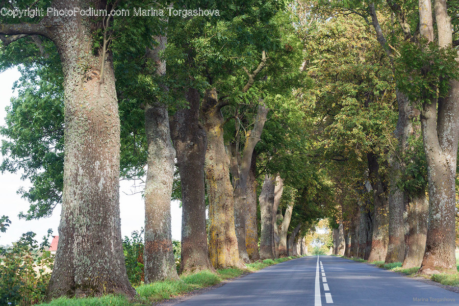 Flora, Ivy, Plant, Tree, Road