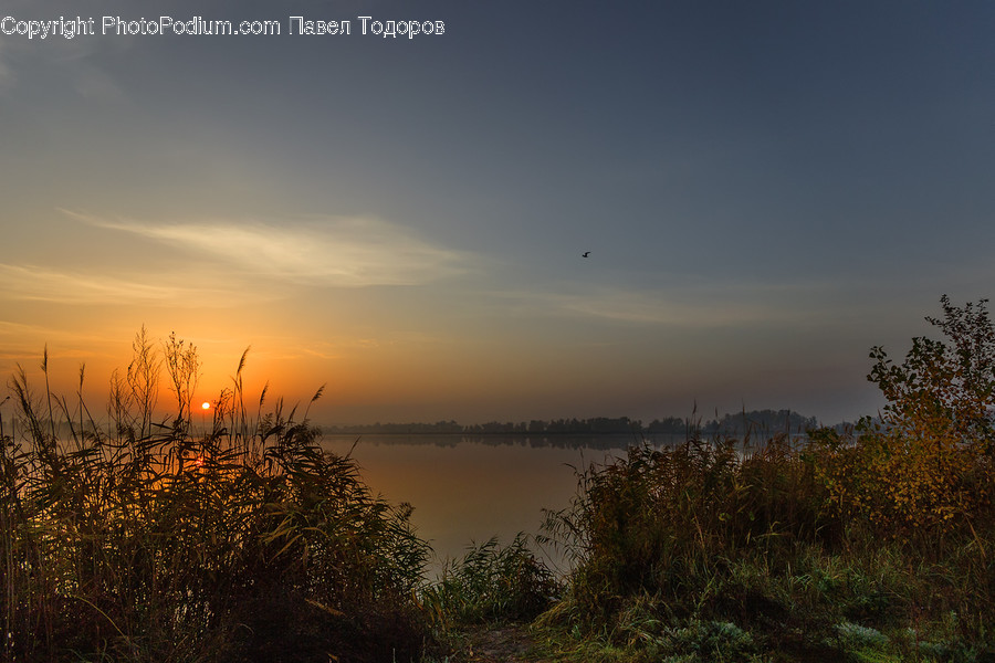 Flora, Grass, Plant, Reed, Dawn