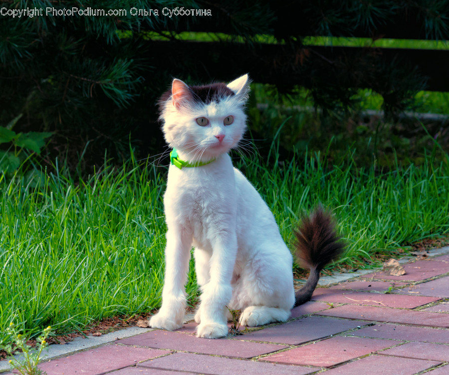 Animal, Cat, Kitten, Mammal, Pet