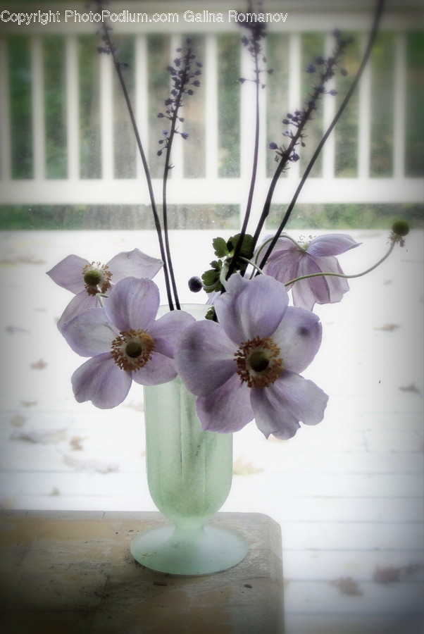 Flora, Jar, Plant, Potted Plant, Pottery