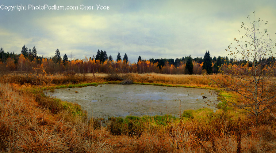 Land, Marsh, Outdoors, Swamp, Water