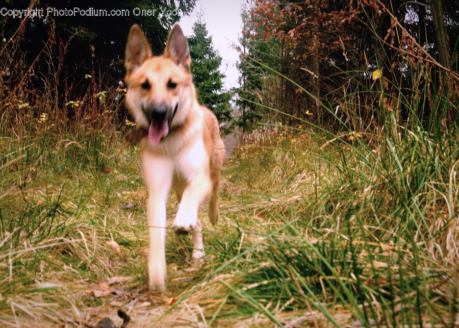 Animal, Canine, Dog, Husky, Mammal