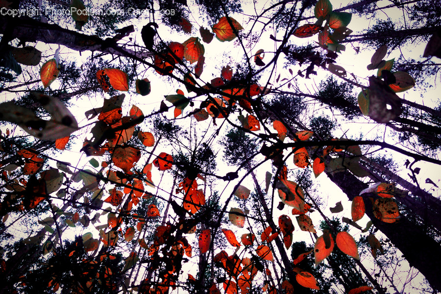 Conifer, Flora, Plant, Tree, Animal