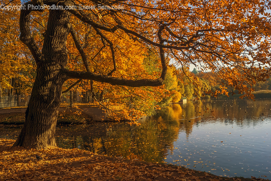 Outdoors, River, Water, Flora, Forest