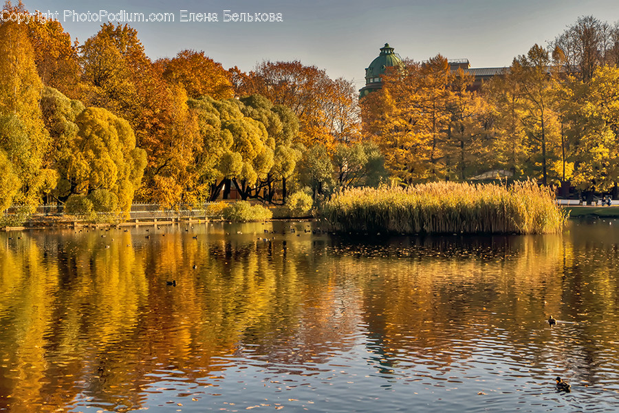 Conifer, Flora, Plant, Tree, Lake