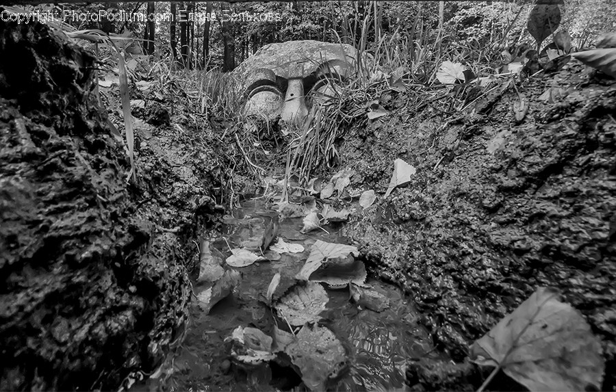 Fungus, Flora, Ivy, Plant, Ground