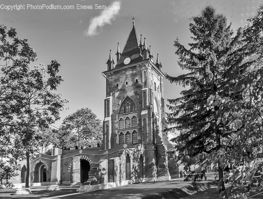 Conifer, Flora, Plant, Tree, Architecture