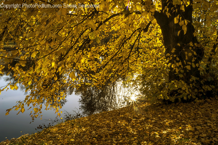 Birch, Flora, Plant, Tree, Forest