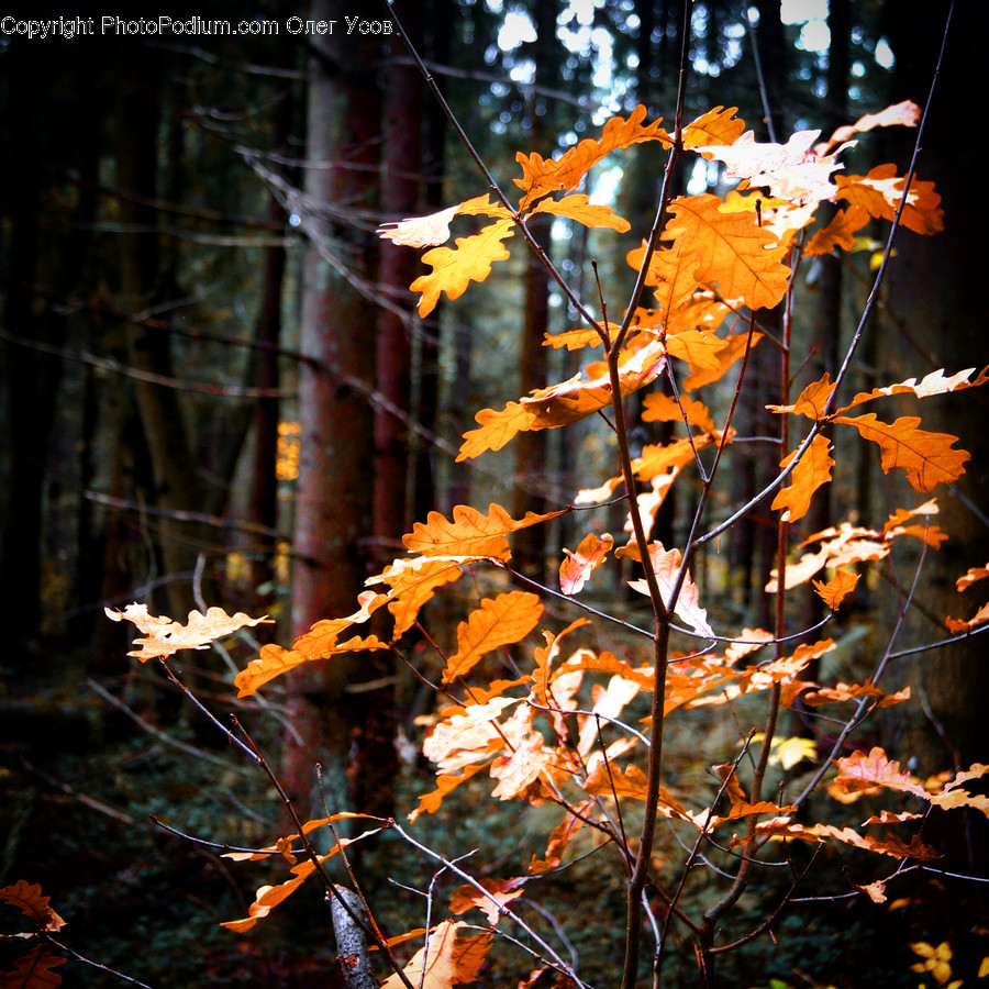 Conifer, Flora, Plant, Tree, Vine