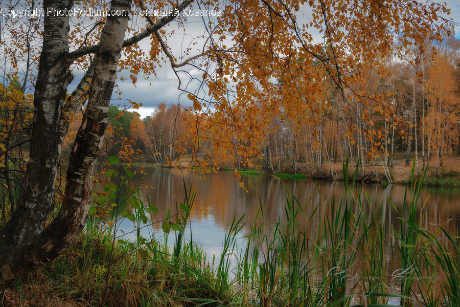Birch, Flora, Plant, Tree, Land