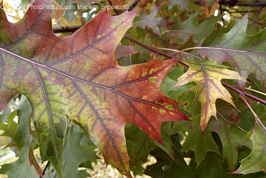 Flora, Leaf, Maple Leaf, Plant, Maple