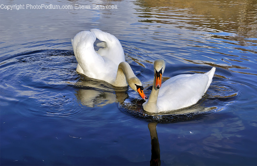 Animal, Bird, Swan, Waterfowl, Duck