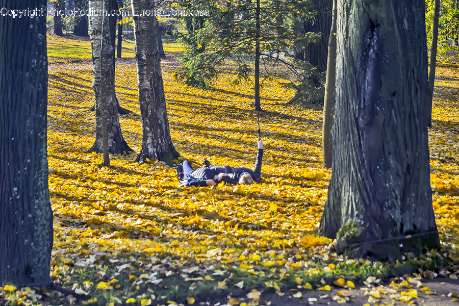 Flora, Forest, Land, Nature, Outdoors