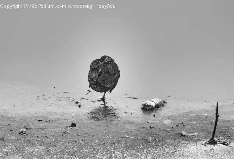 Agelaius, Animal, Bird, Blackbird, Quail