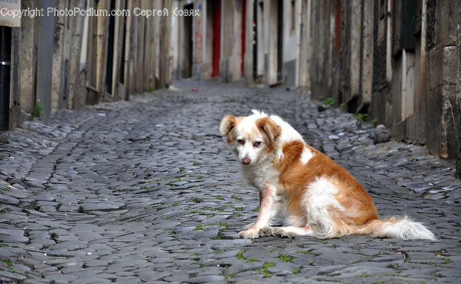 Animal, Canine, Dog, Golden Retriever, Mammal