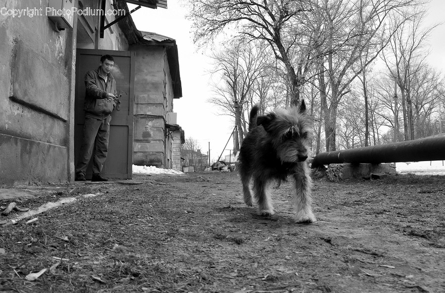 Animal, Canine, Dog, Mammal, Pet
