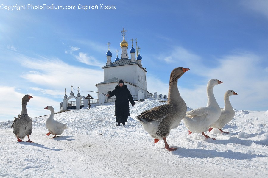 Animal, Bird, Goose, Waterfowl, Architecture