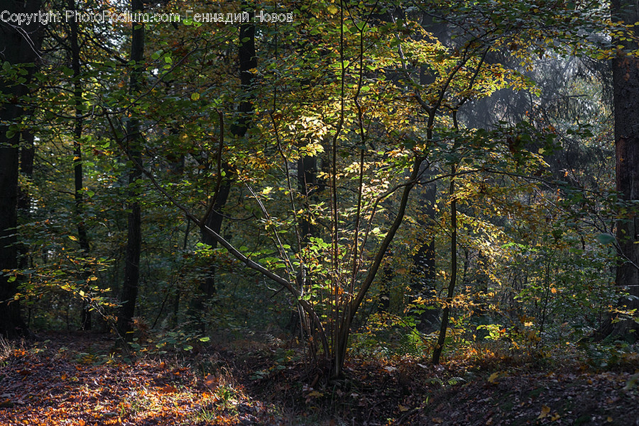 Flora, Forest, Land, Nature, Outdoors