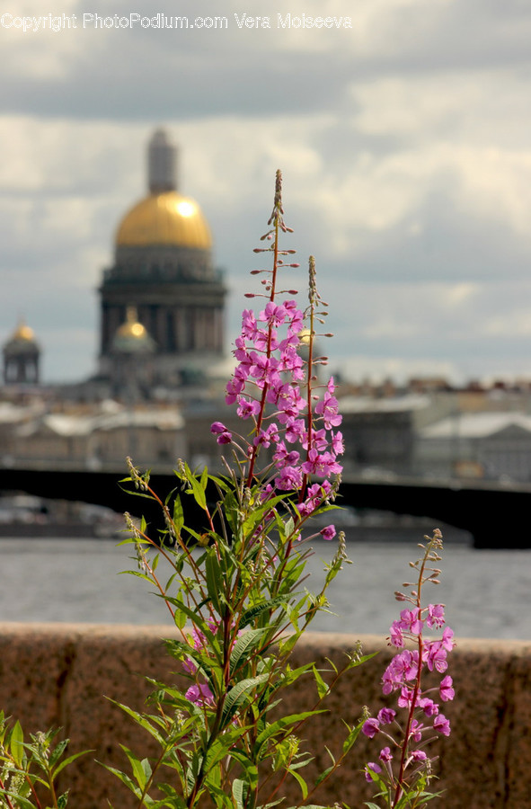 Blossom, Flora, Flower, Lupin, Plant