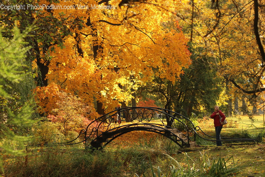 Bench, Park, Flora, Forest, Land