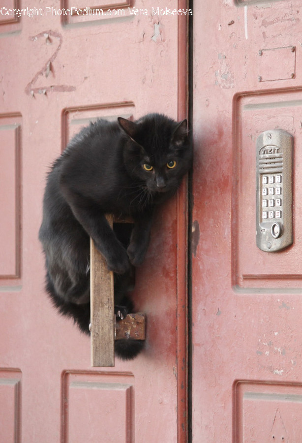 Animal, Black Cat, Cat, Mammal, Pet