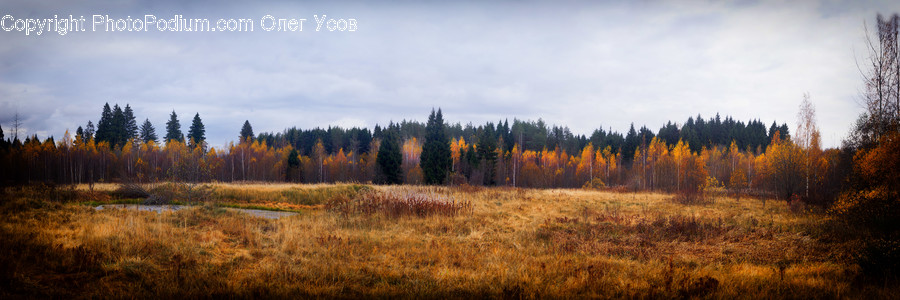 Conifer, Flora, Plant, Tree, Forest