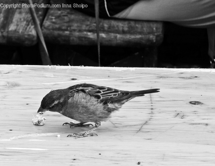 Animal, Bird, Waterfowl, Beak