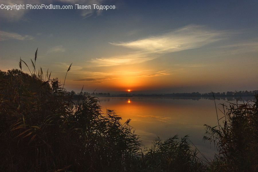 Flora, Grass, Plant, Reed, Dawn