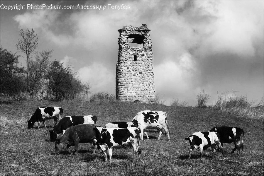 Animal, Cattle, Mammal, Calf, Cow