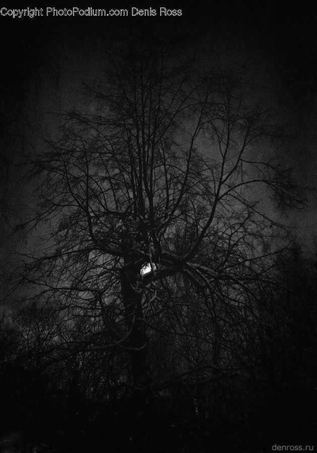 Flora, Plant, Tree, Night, Outdoors
