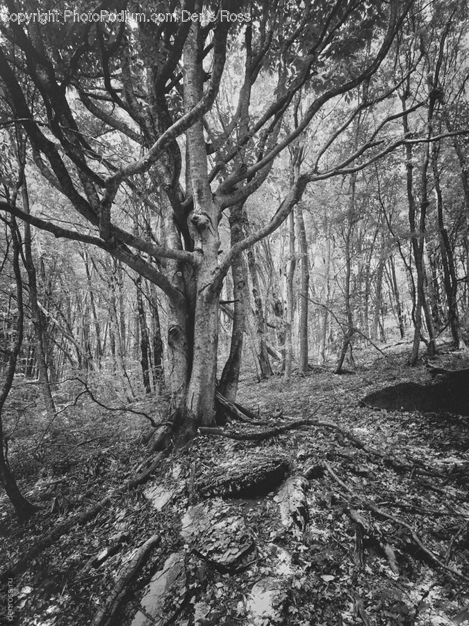 Flora, Oak, Plant, Tree, Forest