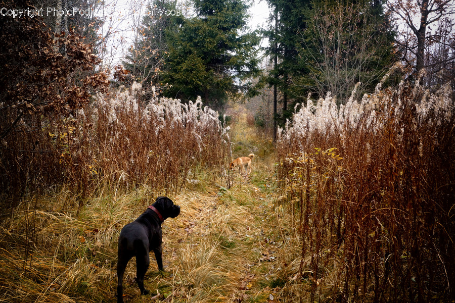 Animal, Canine, Dog, Mammal, Pet